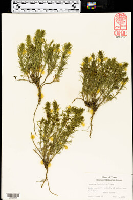 Teucrium laciniatum image