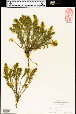 Teucrium laciniatum image