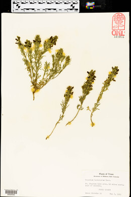 Teucrium laciniatum image