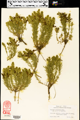 Teucrium laciniatum image