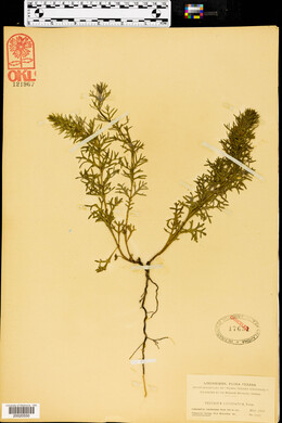 Teucrium laciniatum image