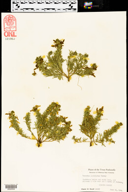 Teucrium laciniatum image