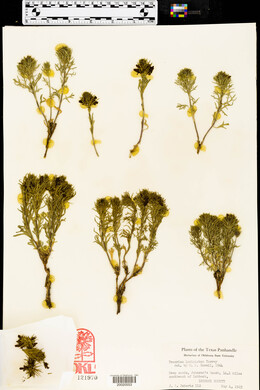 Teucrium laciniatum image