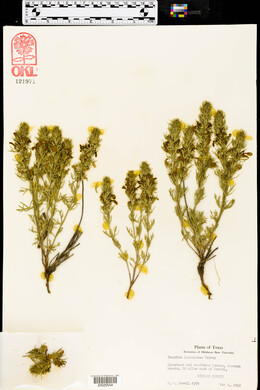 Teucrium laciniatum image