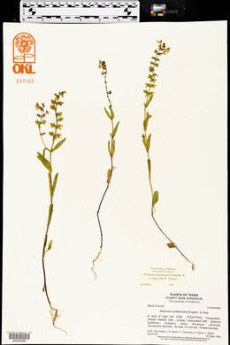 Brazoria scutellarioides image