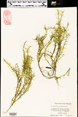 Callitriche heterophylla image