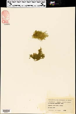 Callitriche peploides image