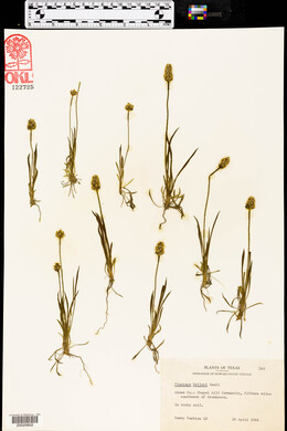 Plantago helleri image