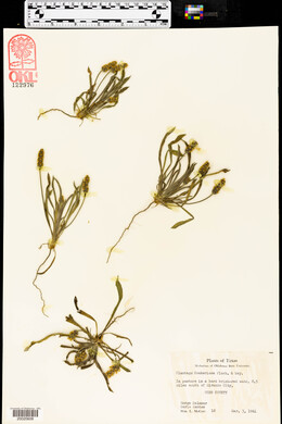 Plantago hookeriana image