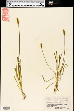 Plantago hookeriana image