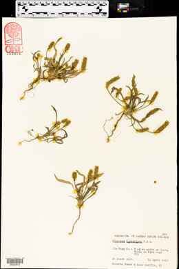 Plantago hookeriana image