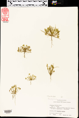 Plantago elongata image