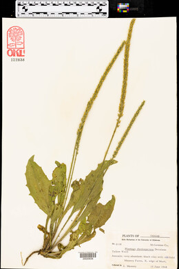 Plantago rhodosperma image