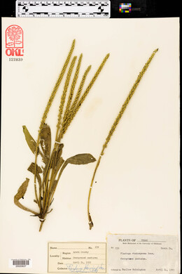 Plantago rhodosperma image