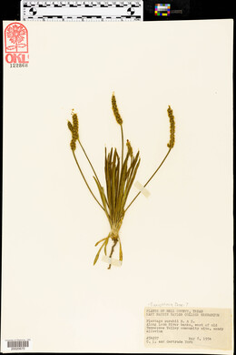 Plantago wrightiana image