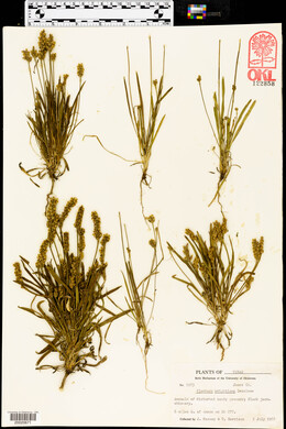 Plantago wrightiana image