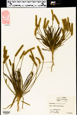 Plantago wrightiana image