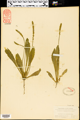 Plantago occidentalis image