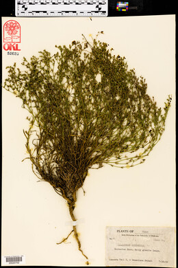 Polypremum procumbens image