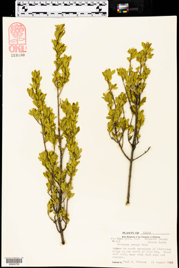 Fraxinus greggii image