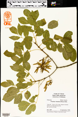 Fraxinus texensis image