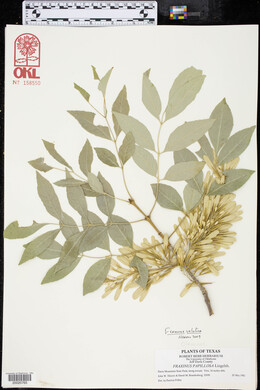 Fraxinus velutina image