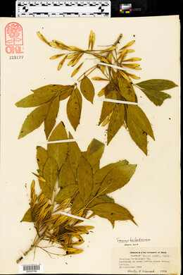 Fraxinus berlandieriana image