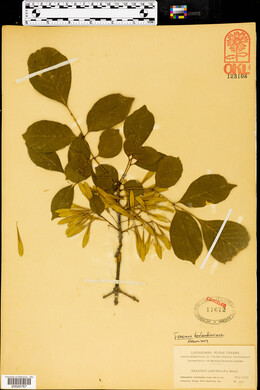 Fraxinus berlandieriana image