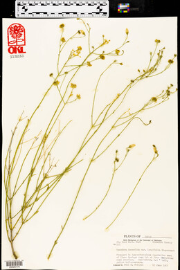 Menodora decemfida var. longifolia image