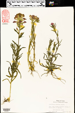 Castilleja indivisa image