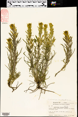 Castilleja citrina image