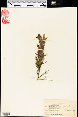 Castilleja pallida var. septentrionalis image