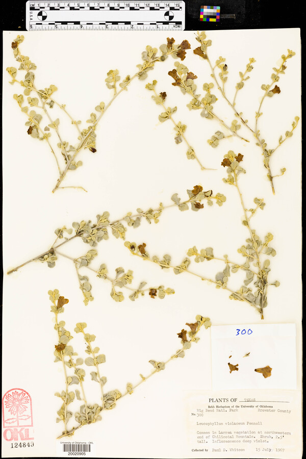 Leucophyllum candidum image