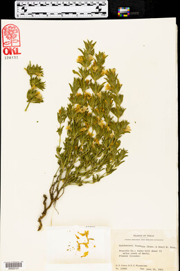 Dyschoriste linearis image