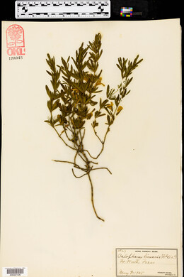 Calophanes linearis image