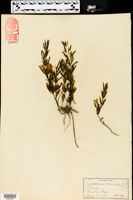 Calophanes linearis image