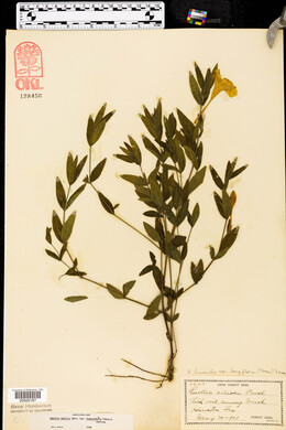 Ruellia humilis image