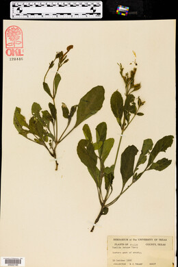 Ruellia metzae image