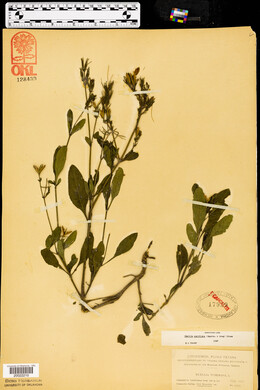 Ruellia ciliatiflora image