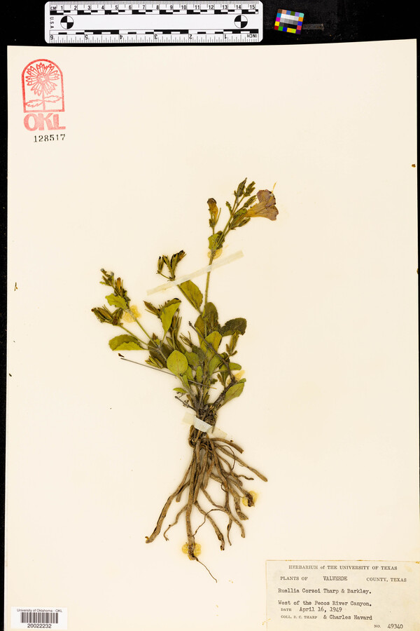 Ruellia corzoi image