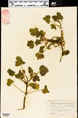 Proboscidea altheifolia image