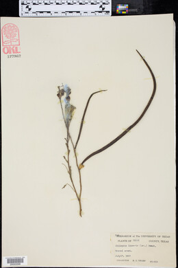 Chilopsis linearis image