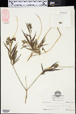 Chilopsis linearis image