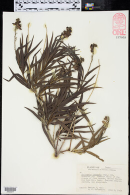 Chilopsis linearis image