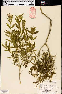 Bouvardia ternifolia image