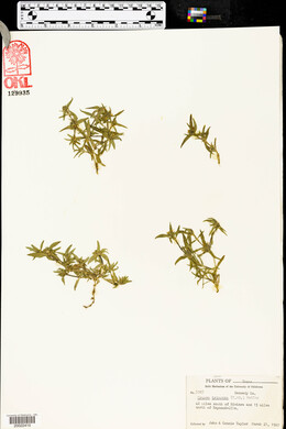 Crusea tricocca image
