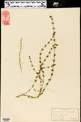 Galium virgatum image