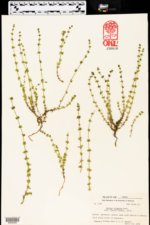 Galium virgatum image