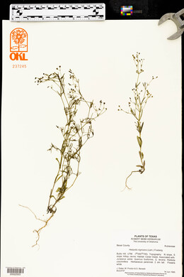 Stenaria nigricans var. nigricans image