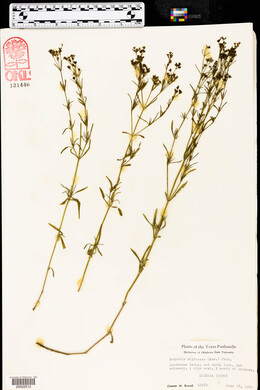 Stenaria nigricans var. nigricans image